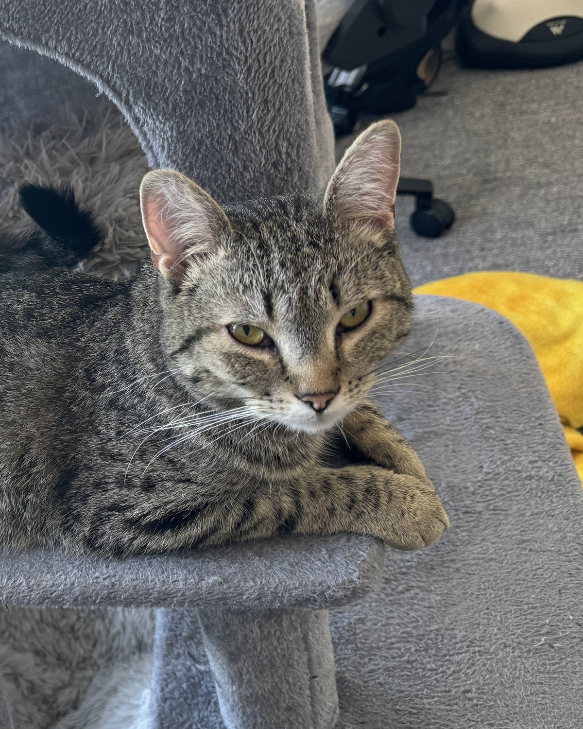 Hazel, the real cat behind The Hazel print
