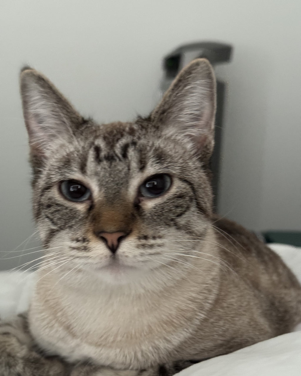 Lila, the real cat behind The Lila print