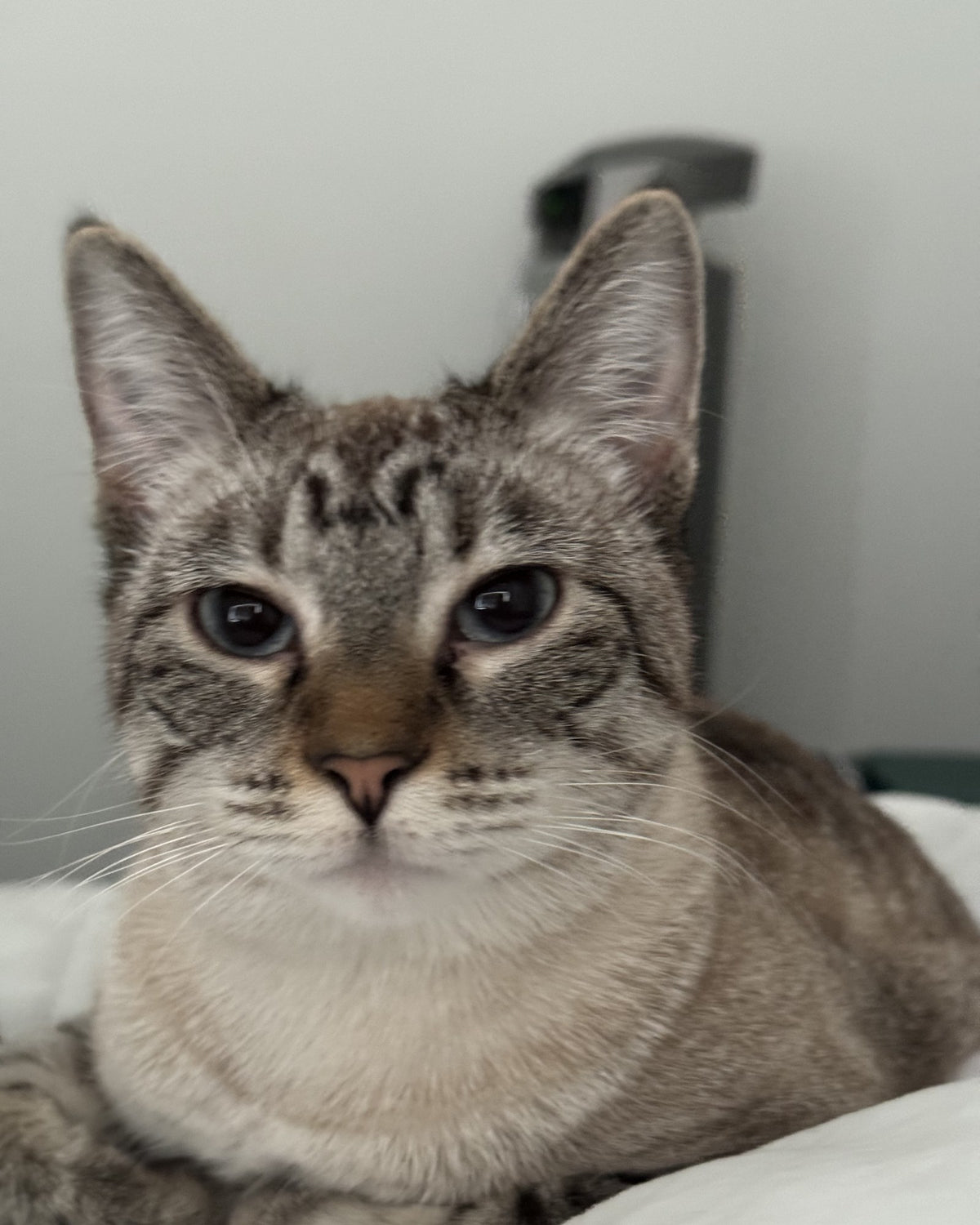 Lila, the real cat behind The Lila print