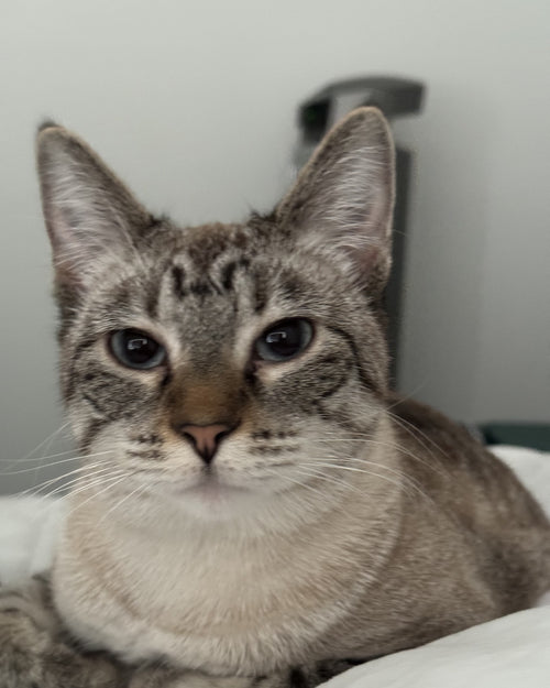 Lila, the real cat behind The Lila print