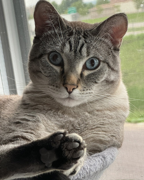 Sam, the real cat behind The Sam print
